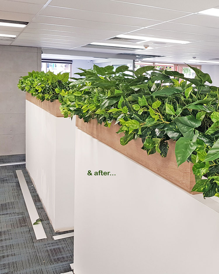 Small privacy planters in office...