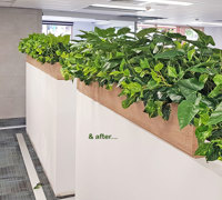 Small privacy planters in office...