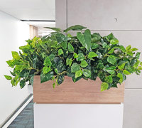Small privacy planters in office...