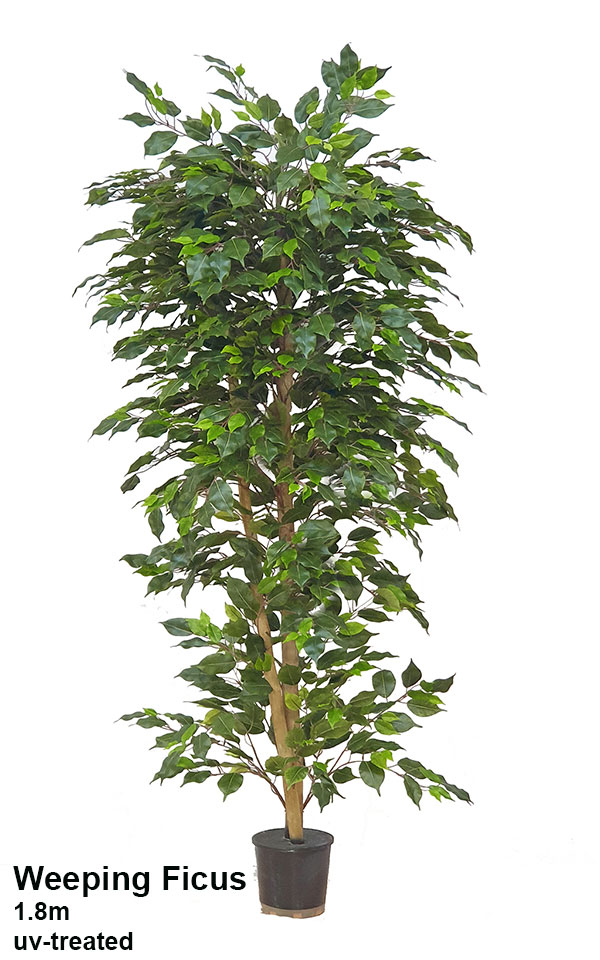 Weeping Ficus 1.5m UV-rated
