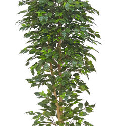 Weeping Ficus 1.5m UV-rated - artificial plants, flowers & trees - image 5