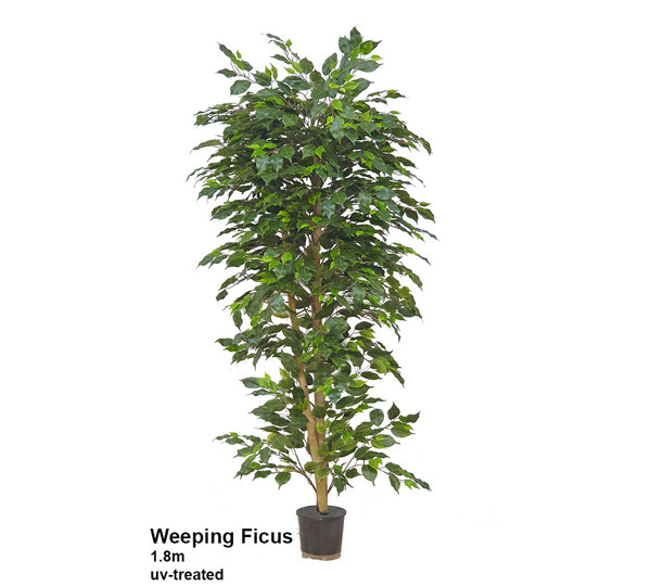 Weeping Ficus 1.8m UV-rated