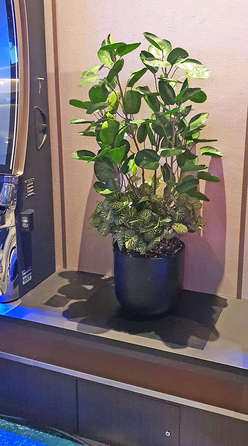 Money Plant 1m