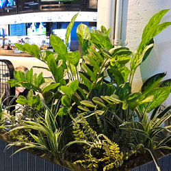 Zanzibar Gem Plant 75cm - artificial plants, flowers & trees - image 6