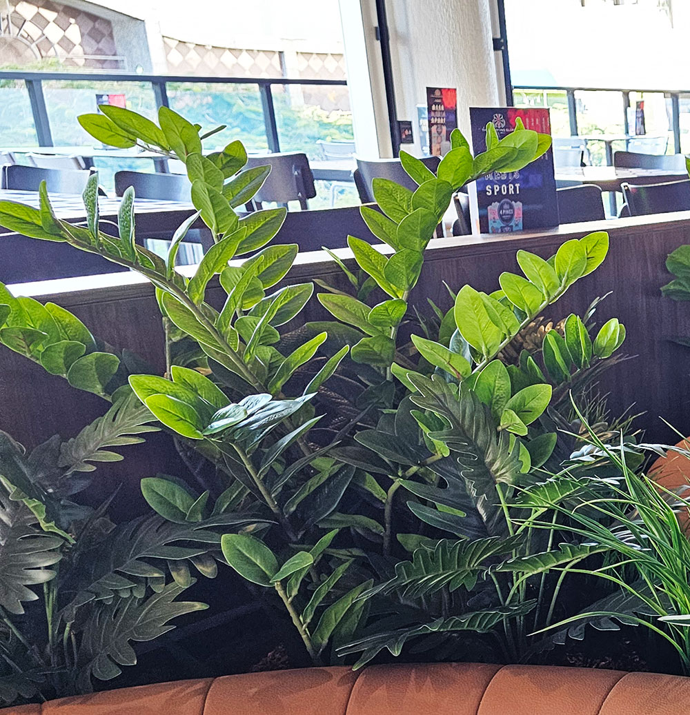 Zanzibar Gem Plant 75cm
