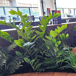 Zanzibar Gem Plant 75cm - artificial plants, flowers & trees - image 5