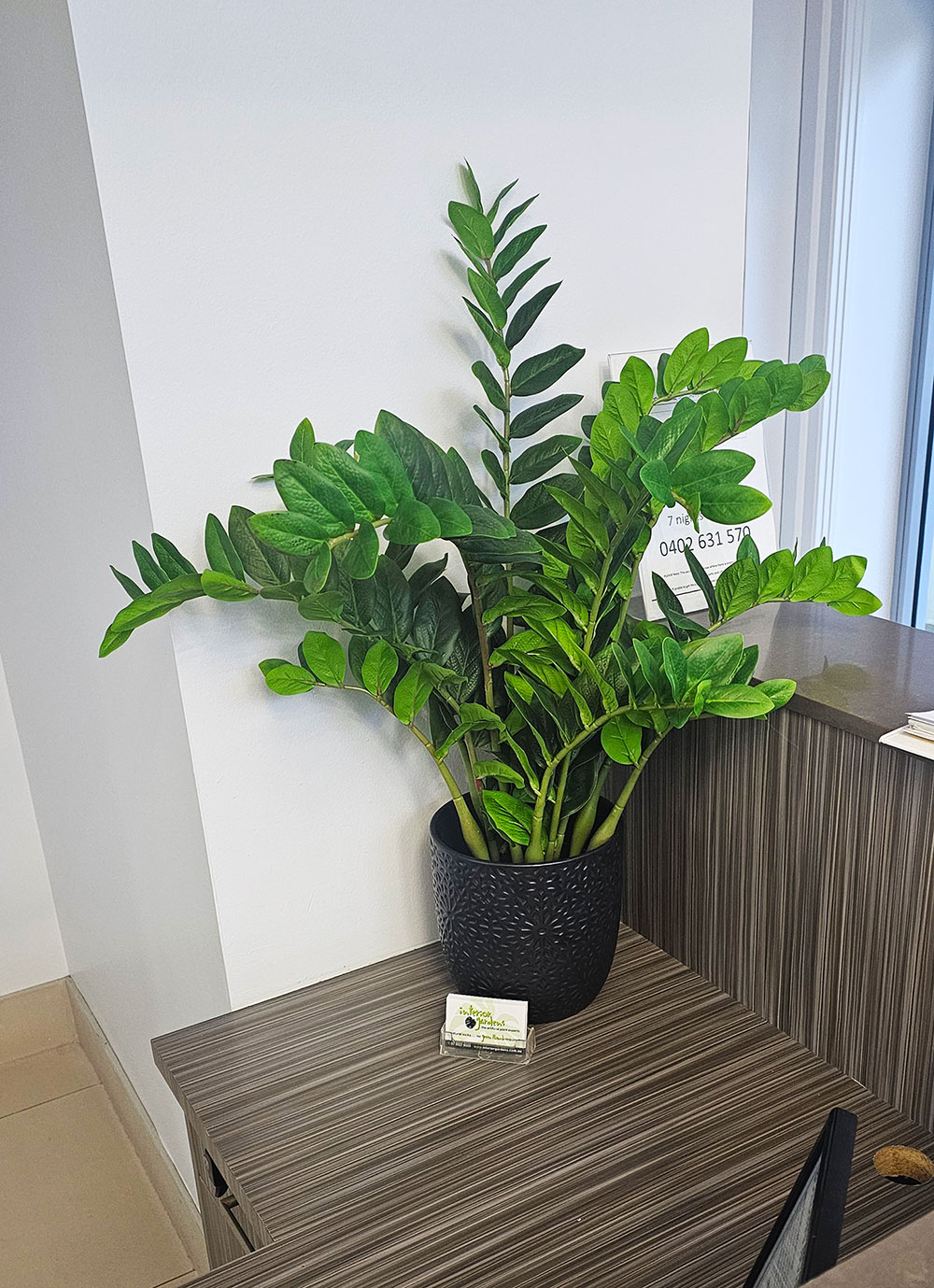 Zanzibar Gem Plant 75cm
