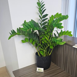 Zanzibar Gem Plant 75cm - artificial plants, flowers & trees - image 1