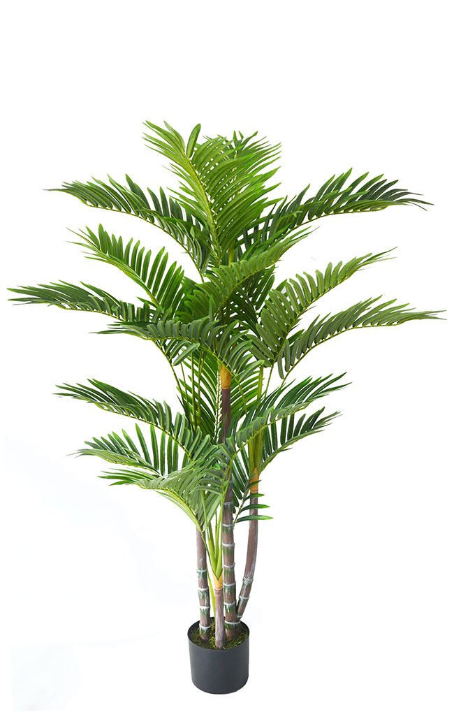 Mini-Cane Palm 1.3m 