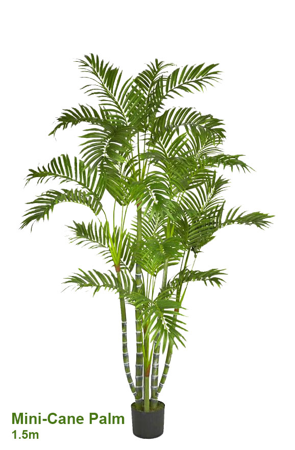 Mini-Cane Palm 1.5m