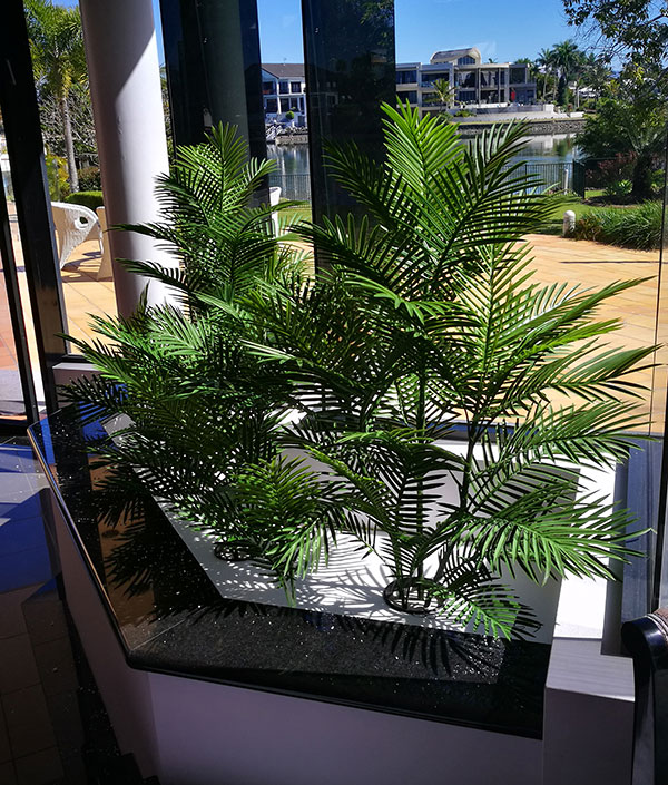 UV treated Palms for planter by sunny window image 2