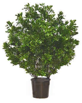 UV-Bush Murraya 85cm dbl-planted