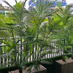 Cane Palm 1.75m-UV stable - artificial plants, flowers & trees - image 6