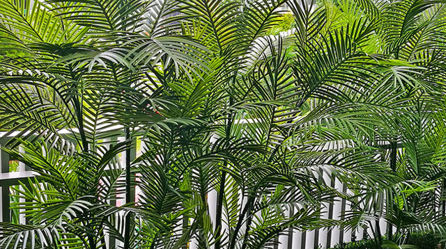 Green balcony privacy screen with UV-treated palms