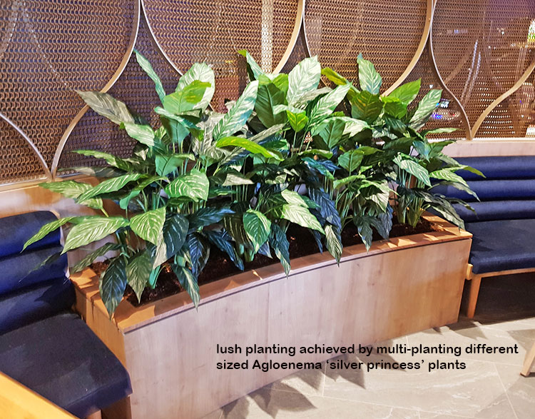 Lush Greenery for Club Planters... image 2