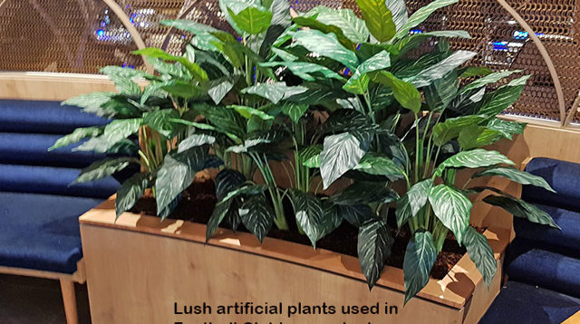 Lush Greenery for Club Planters...