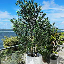 Giant Olive Tree- 2.7m tall - artificial plants, flowers & trees - image 2