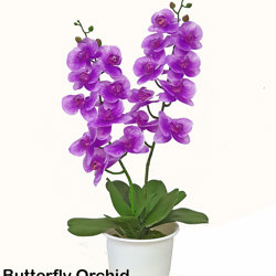 Butterfly Orchid Bowls- purple - artificial plants, flowers & trees - image 7