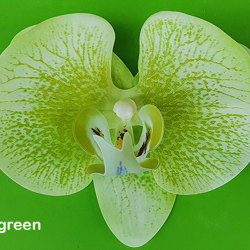 Butterfly Orchid Bowls- green - artificial plants, flowers & trees - image 2