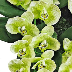 Orchid Plaque - artificial plants, flowers & trees - image 4
