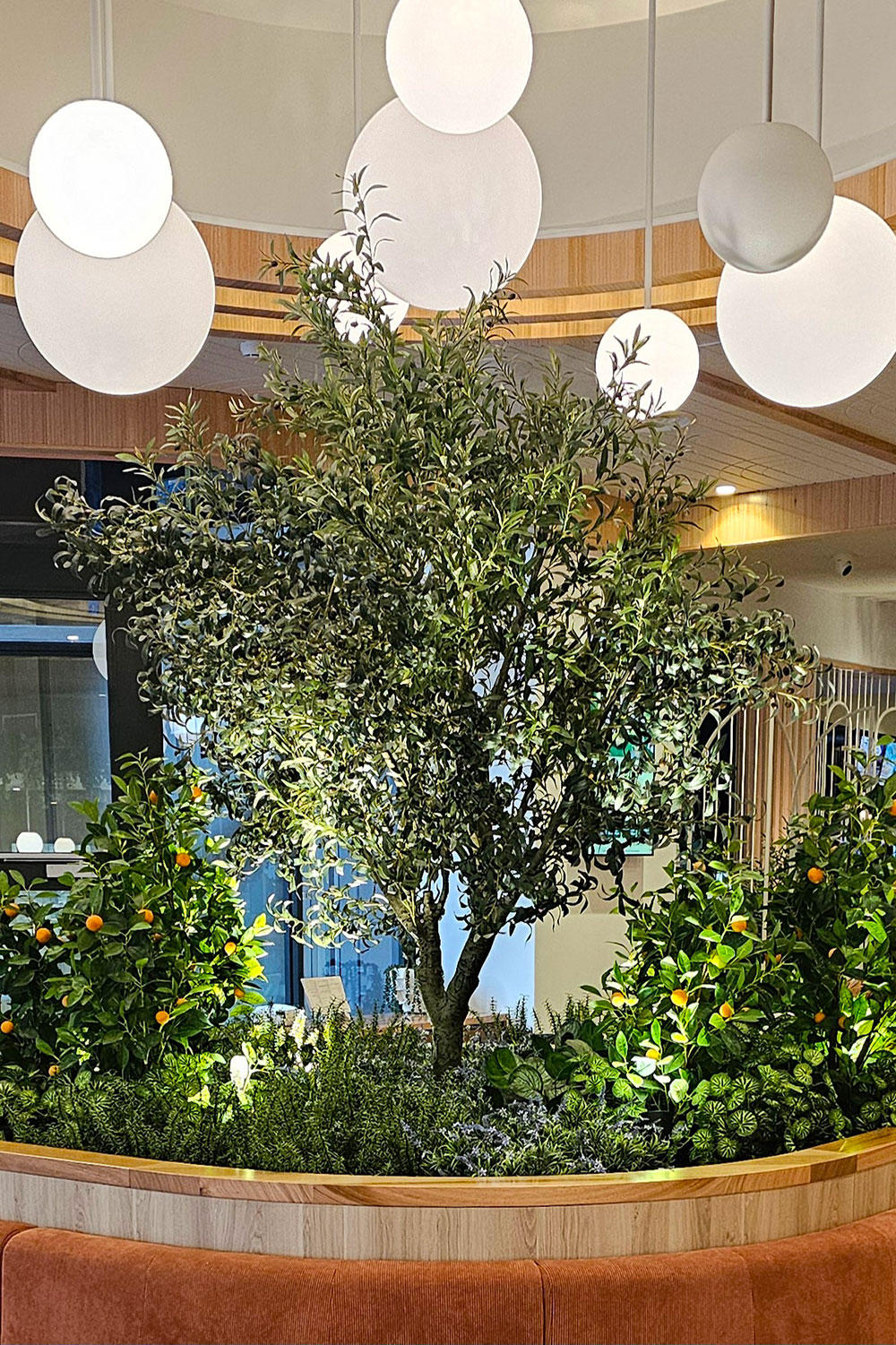 Fruit Tree- Cumquat 1.2m 