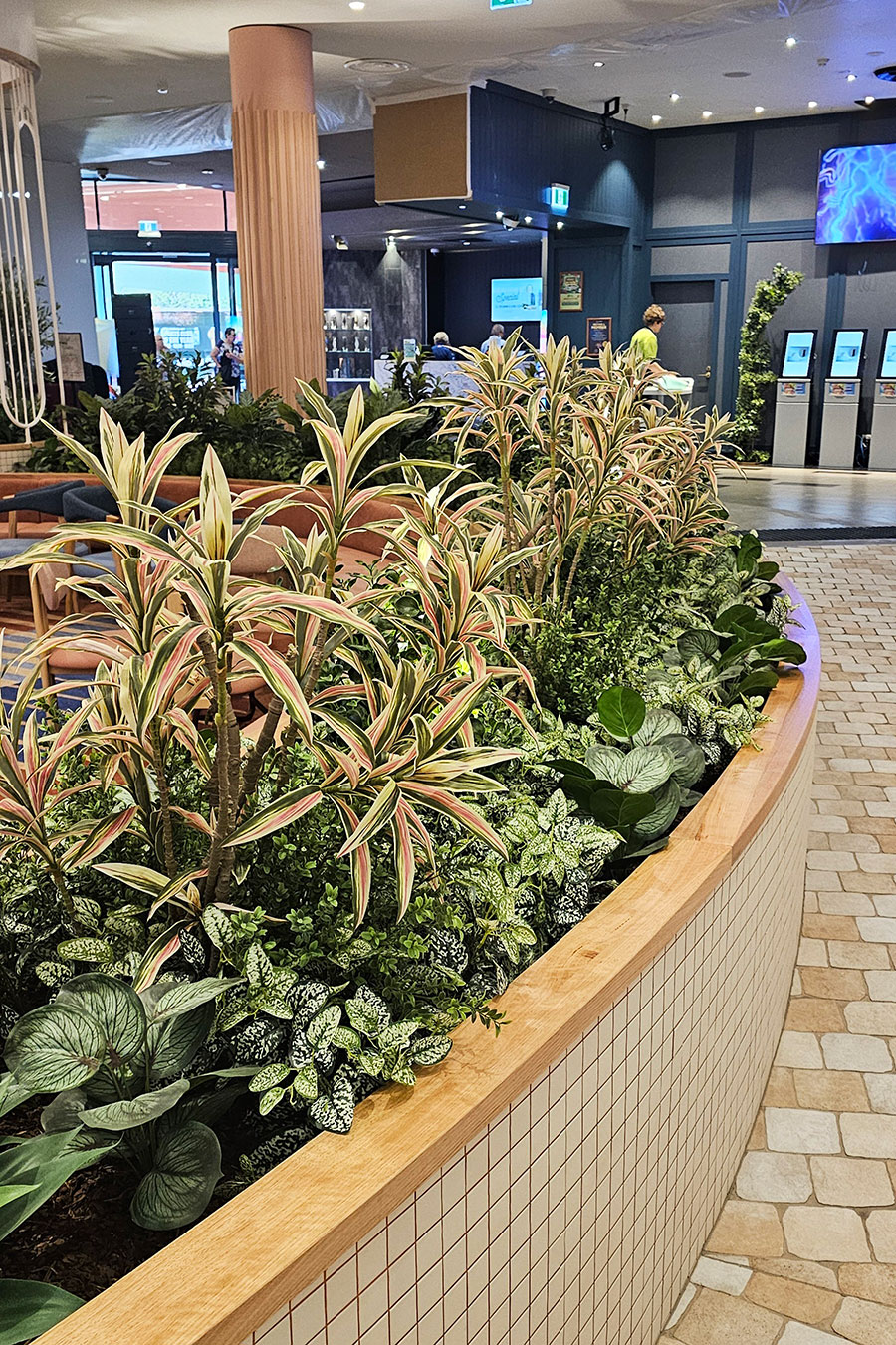 Yucca- 'pink slipper' 2m with 15 heads