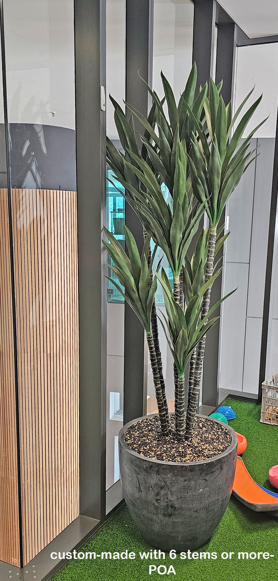 Yucca Tree- 1.8m with 4 heads