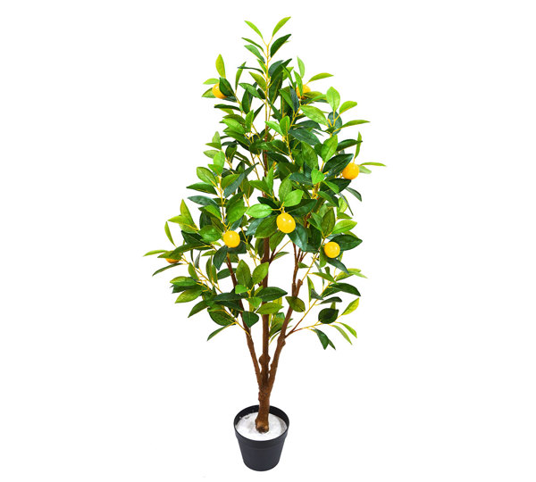 Fruit Tree- Lemon 1.3m