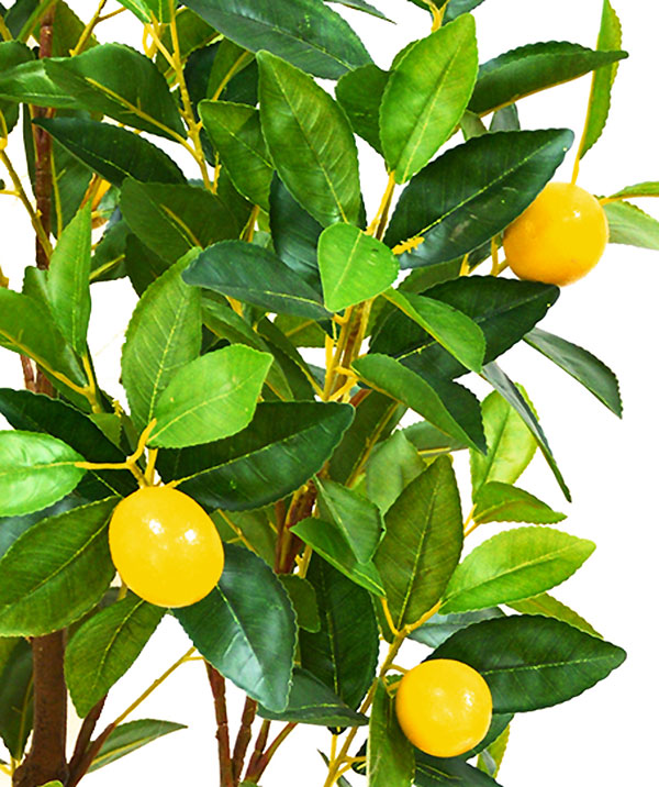 Fruit Tree- Lemon 1.3m