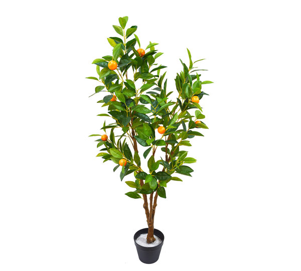 Fruit Tree- Cumquat 1.3m