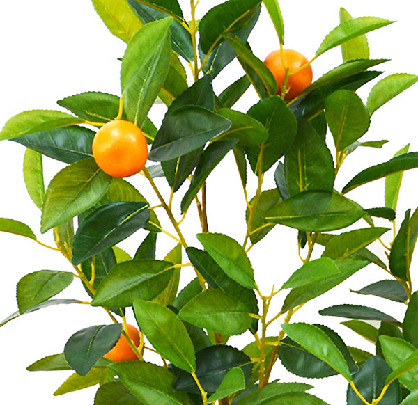 Fruit Tree- Cumquat 1.3m 