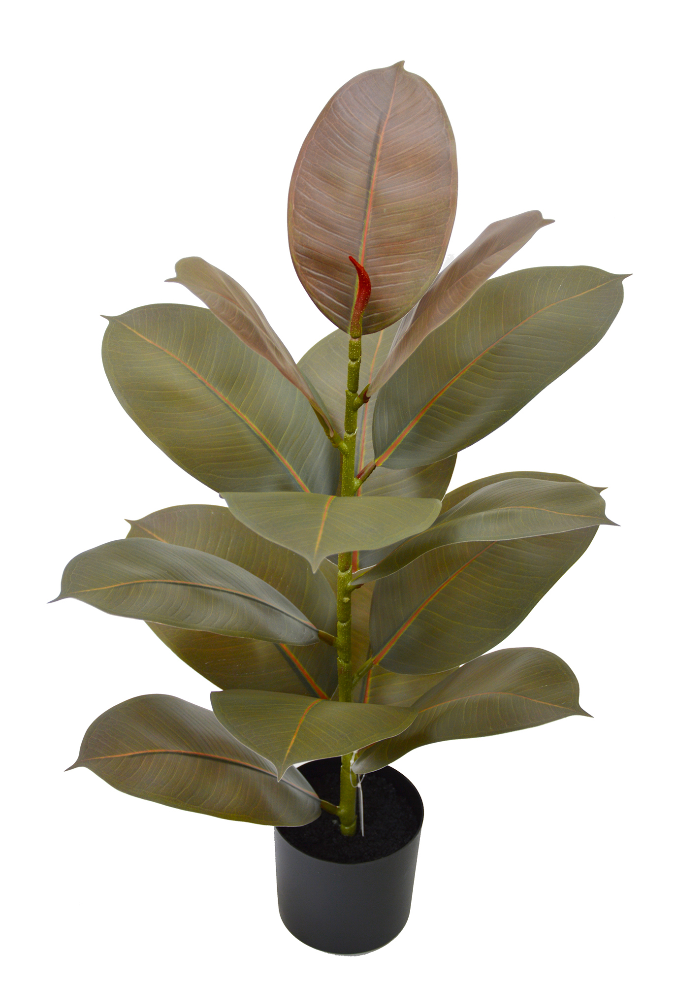 Rubber Plant- Burgundy 70cm