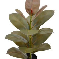 Rubber Plant- Burgundy 70cm - artificial plants, flowers & trees - image 3