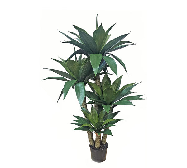 Agave Plant 1.3m with 4 heads UV