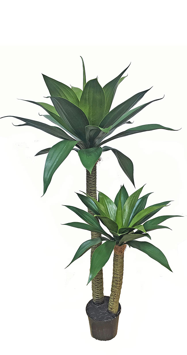 Agave Plant 1m with 2 heads UV