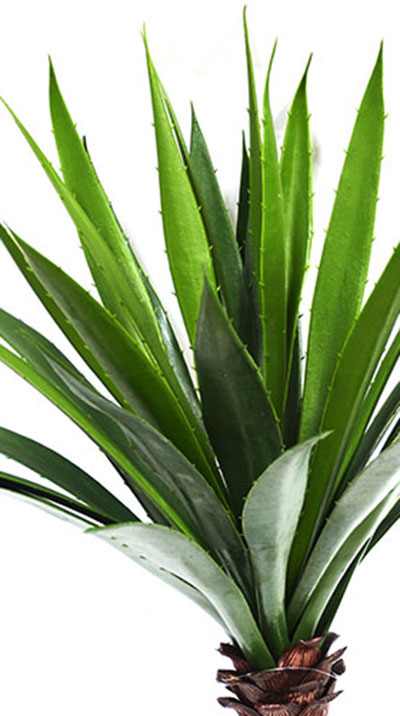 Agave- Spikey Agave Plant UV 1.3m with 4 heads 