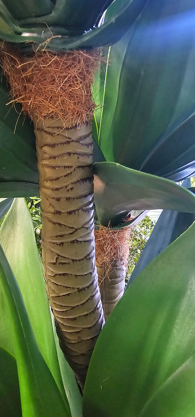 Agave Plant 1m with 2 heads UV