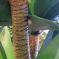 Agave Plant 1m with 2 heads UV - artificial plants, flowers & trees - image 1