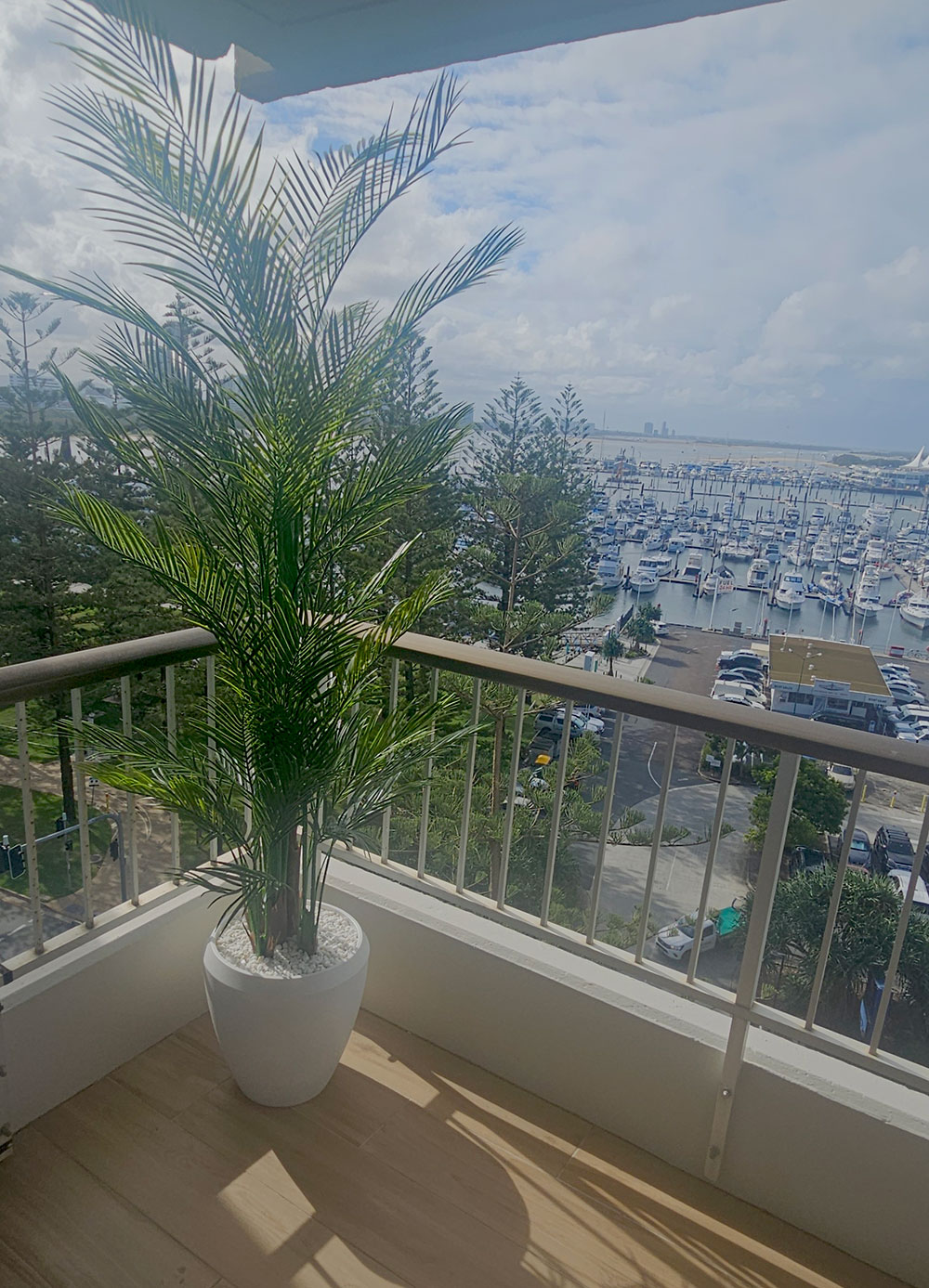 Alexander Palm 2.1m UV-treated  