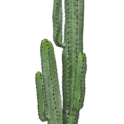 Cactii- Arizona Cactus 1.6m dbl-stem - artificial plants, flowers & trees - image 6