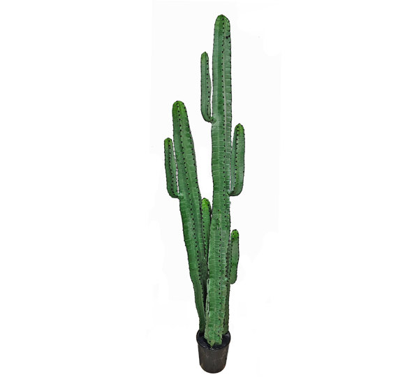 Cactii- Arizona Cactus 1.95m double-stem
