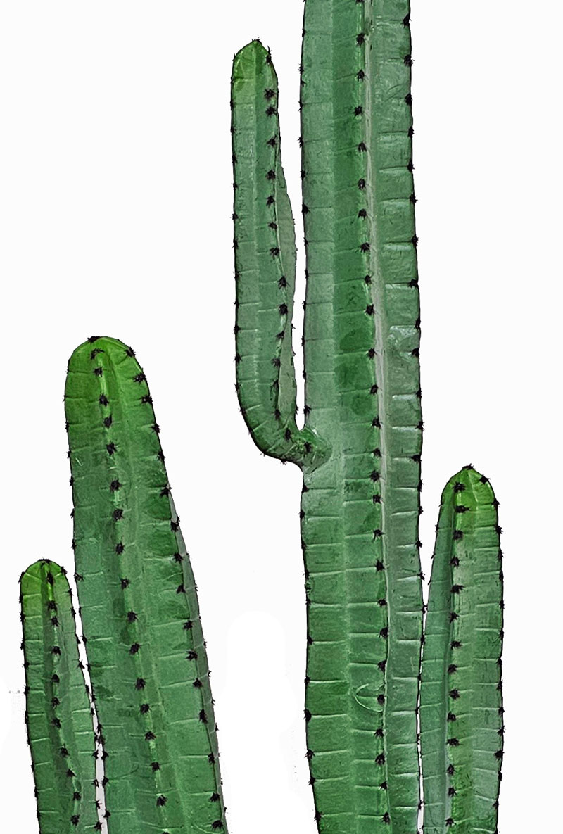 Cactii- Arizona Cactus 1.95m triple-stem