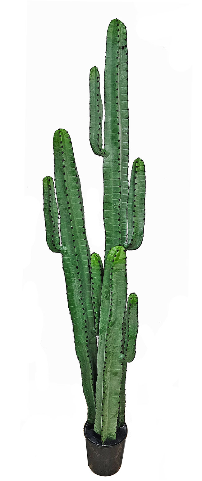Cactii- Arizona Cactus 1.95m triple-stem