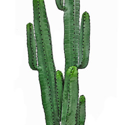 Cactii- Arizona Cactus 1.95m triple-stem - artificial plants, flowers & trees - image 7