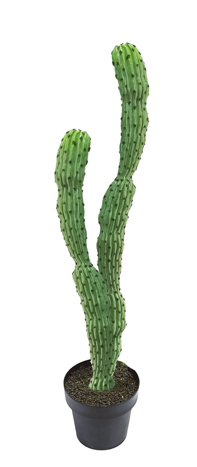 Cactii- Baja Cactus double-trunk 1.4m