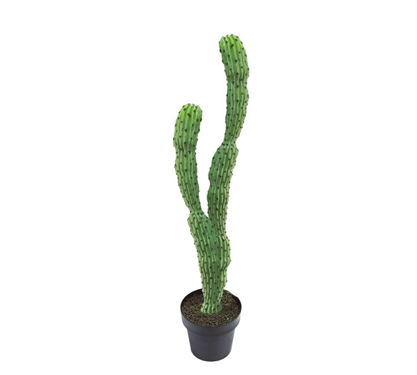 Cactii- Baja Cactus double-trunk 1.4m