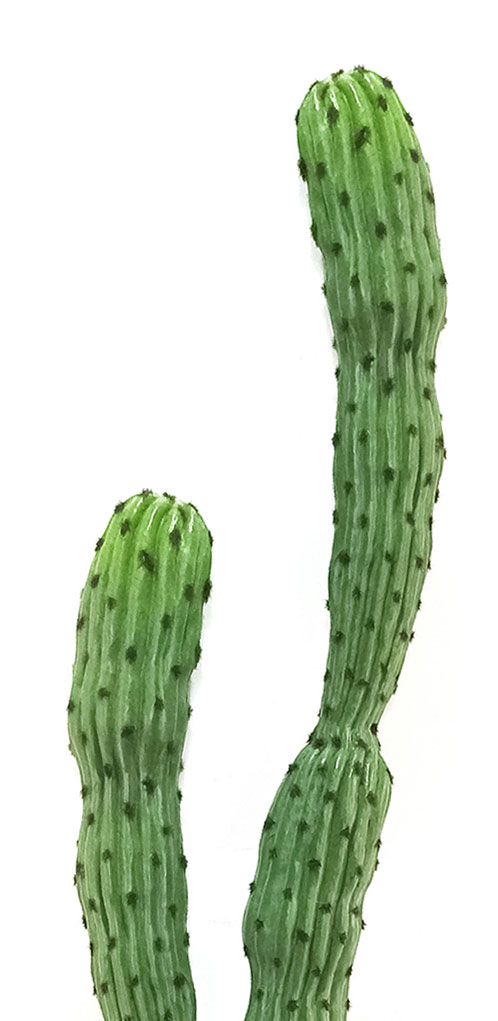 Cactii- Baja Cactus double-trunk 1.4m