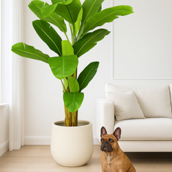 Banana Tree 2m - artificial plants, flowers & trees - image 4