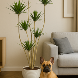 Dracaena Marginata Tree- 2.1m with 7 heads  - artificial plants, flowers & trees - image 4