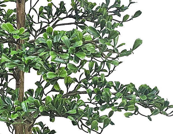Black Olive Tree 1.5m UV-rated